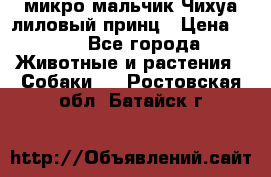 микро мальчик Чихуа лиловый принц › Цена ­ 90 - Все города Животные и растения » Собаки   . Ростовская обл.,Батайск г.